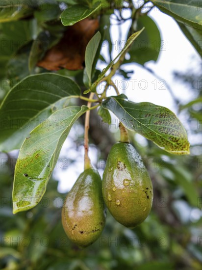 Avocados, Finca Buenos Aires Coffee Tour, Cocora Valley, Salento, Quindio, Colombia, South America