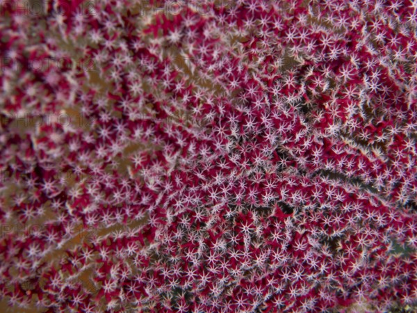 Dense red coral with star-shaped details and intense pattern, close-up of Red Knot Fan (Melithaea