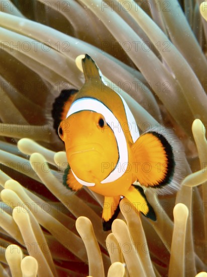 An Ocellaris Clownfish (Amphiprion ocellaris), Nemo, between tentacles of a sea anemone, in the