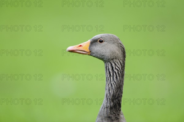 Grey goose with long neck and orange beak against a green background, greylag goose (Anser anser),