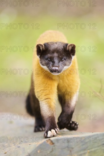 Yellow-throated marten (Martes flavigula) on an old tree trunk, Germany, Europe