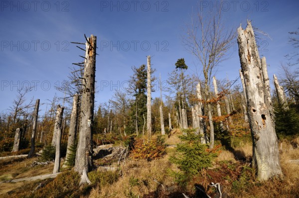 Forest with tall, dead trees in the sunlight and autumnal surroundings, Lusen, Bavarian Forest