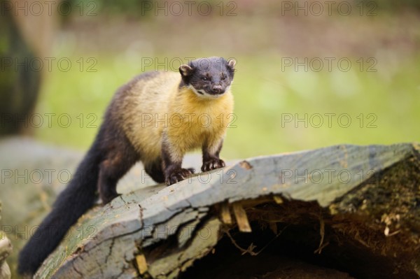 Yellow-throated marten (Martes flavigula) on an old tree trunk, Germany, Europe