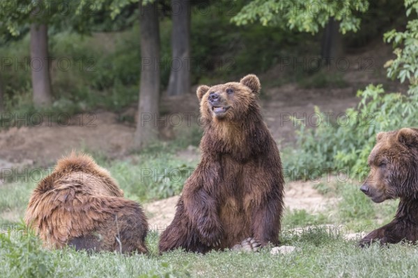 Three Kamchatka brown bears (Ursus arctos piscator), resting in a forest. Some green vegetation in