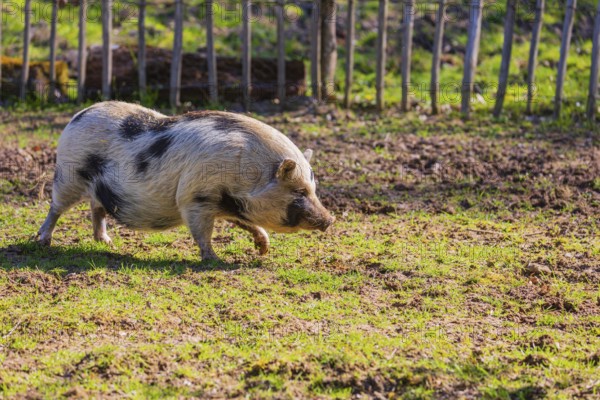 One Minipig, Sus scrofa domesticus, stands in a meadow, searching for food