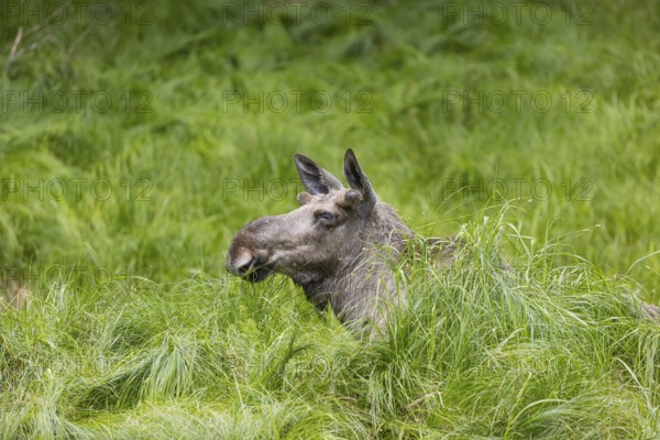 One adult male moose or elk, Alces alces, lying in tall fresh green grass, resting and ruminating