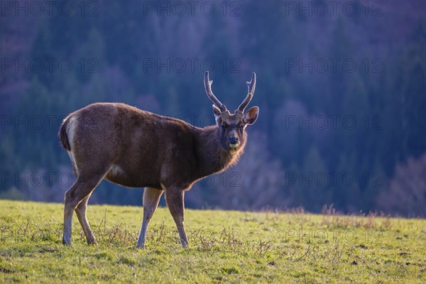 A Sambar stag (Rusa unicolor), stands on a meadow in first morning light