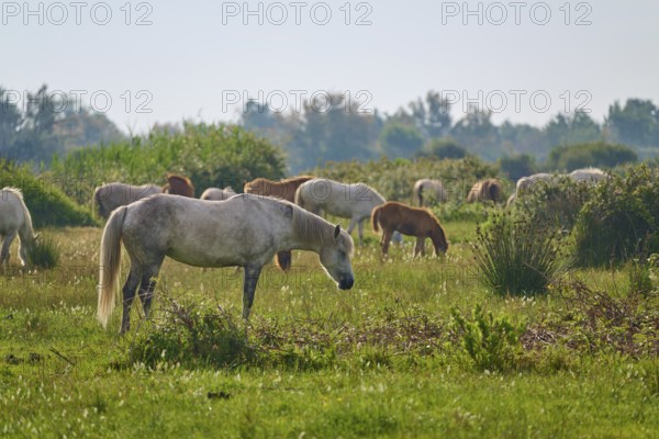 White Camargue horse herd with foals grazing on a green pasture under a cloudy sky, surrounded by
