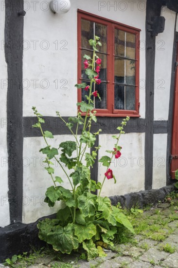 Hollyhocks at half-timbered houses in Gudhjem, Denmark, Baltic Sea, Scandinavia, Europe