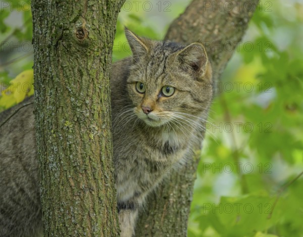 European wildcat or forest cat (Felis silvestris) in the wildcat enclosure at the Thayatal National