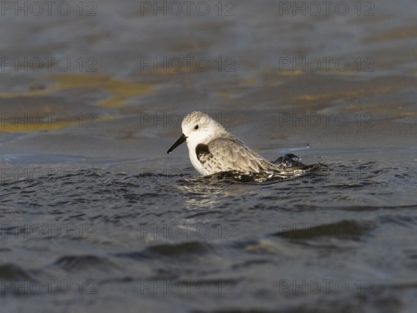 Sanderling (Calidris alba), bathing in a sea pool, island of Texel, Holland