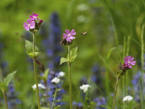Red campion (Silene dioica), flowers, one being approached by an insect in flight, Hesse, Germany,