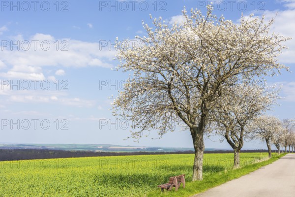 Fruit tree avenue in blossom, cherry tree (prunus) in blossom next to an almost blossoming rape