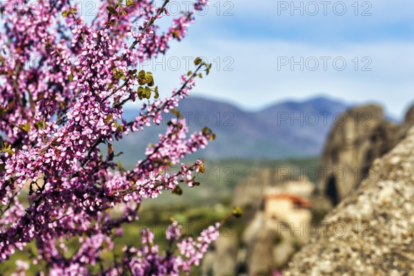 Pink blossoms of the Judas tree (Cercis), love tree, view of the valley of Meteora, blue sky,
