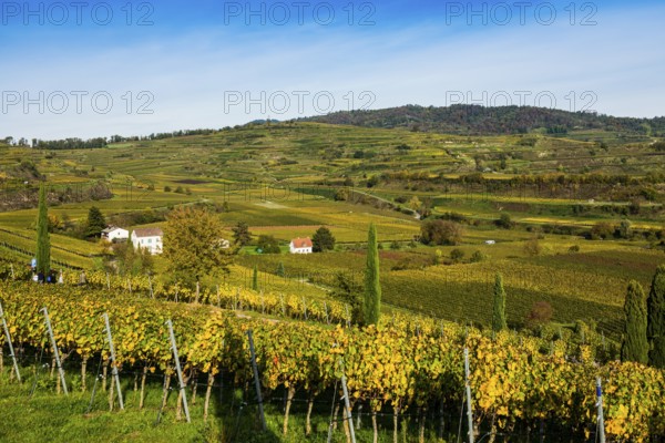 Vineyards and winery with palm trees and cypresses in autumn, Blankenhornsberg, near Ihringen,