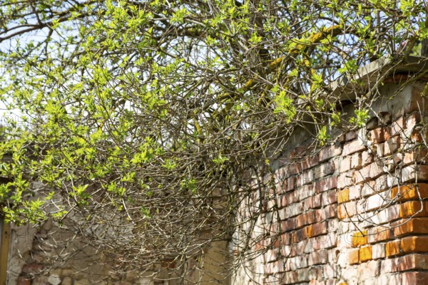 Overgrown branches of a Sambucus nigra (Sambucus nigra) with fresh leaves, growing over a wall,