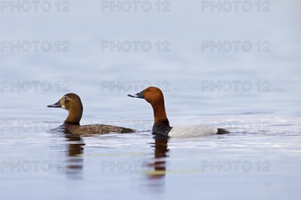Common pochard pair, European pochard (Aythya farina, Anas ferina) male and female swimming in pond