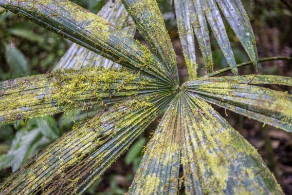 Moss growing on a leaf in the tropical rainforest, Corcovado National Park, Osa Peninsula,