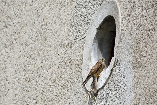 Kestrel (Falco tinnunculus) at the breeding site, Common Kestrel at the entrance hole of a house