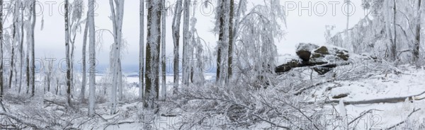 Winter landscape on the summit of the Czorneboh, trees thickly laden with snow and hoarfrost,