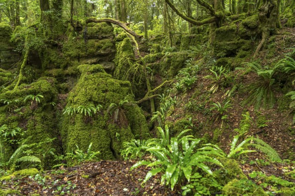 Forest of Dean, Gloucestershire, England, Great Britain