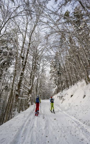 Two ski tourers in a snowy forest, ascent to Simetsberg, Estergebirge, Bavarian Prealps, Bavaria