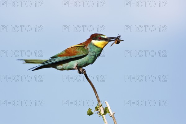 Bee-eater (Merops apiaster), bird on a perch with an insect in its beak, Salzlandkreis,