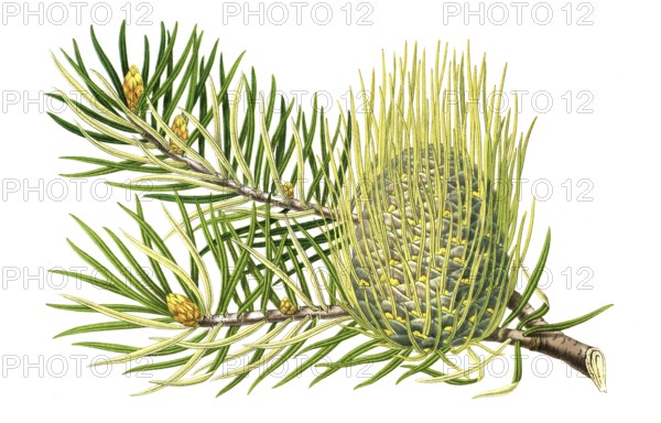 Abies bracteata, fir, also known as Santa Lucia fir, plant and flower, digitally reworked
