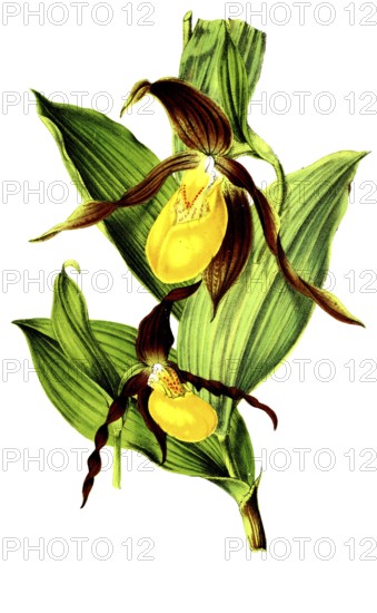 Cypripedium pubescens, Cypripedium macranthos, plant and flower, digitally reworked reproduction of