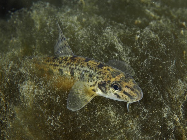A gudgeon (Gobio gobio) moves over a structured substrate and shows its fins, dive site Zollbrücke,