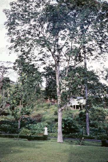 Large rubber tree (Hevea brasiliensis), Trinidad around 1962