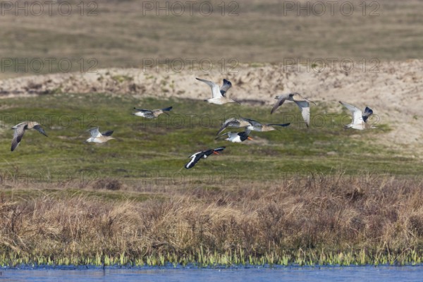 Curlew (Numenius arquata), a flock of adult birds in flight above a lake, migrating north, Texel,