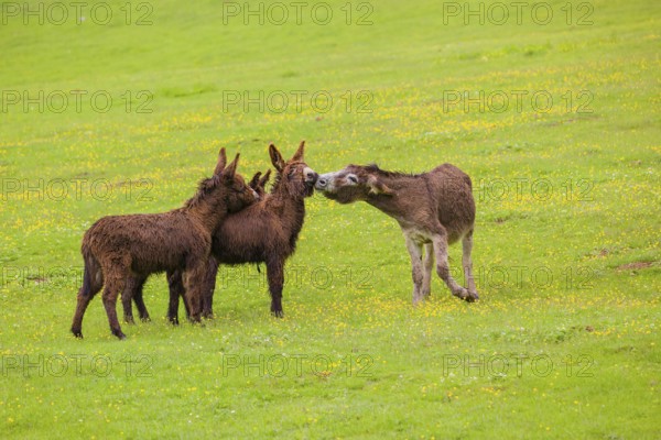 Three mixed breed donkey foals walk side by side to a bad tempered adult female donkey in a paddock
