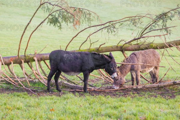 A domestic donkey, Equus (africanus) asinus stands on a green paddock