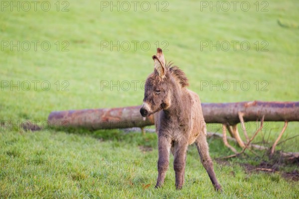 A domestic donkey, Equus (africanus) asinus stands on a green paddock