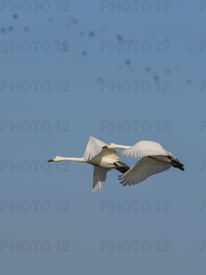 Tundra Swan, Bewick's Swan, Cygnus columbianus in flight at winter in Slimbridge, England, United