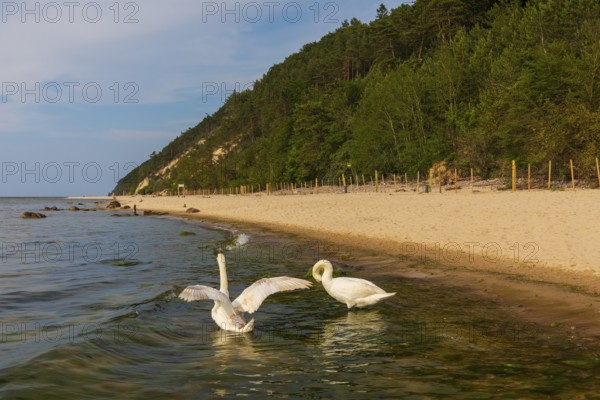 Two mute swans (Cygnus Olof)at a beach of the baltic sea. Beach at sunset, close to Miedzyzdroje