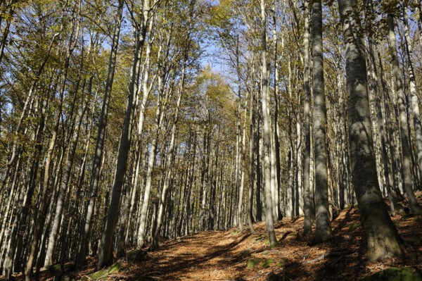 Autumn forest with dense foliage and shady ground, Lusen, Bavarian Forest National Park