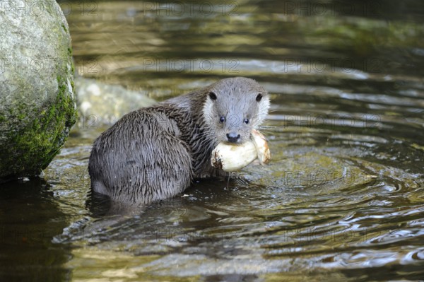 An otter sits in the water and holds a porcini mushroom in its mouth, otter (Lutra lutra), Bavarian