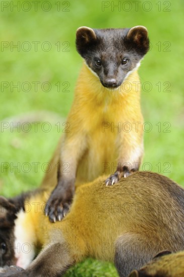 One marten standing on another while looking directly into the camera, coloured marten, Charsas
