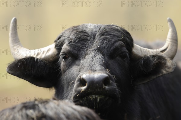 Close-up of a black buffalo with horns and dark fur, water buffalo (Bubalus arnee), Bavaria