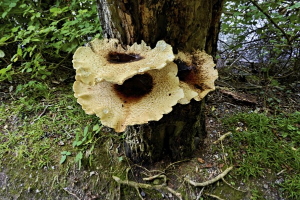 Dryad's saddle or dryad's saddle (Cerioporus squamosus, syn. Polyporus squamosus), on dead wood,