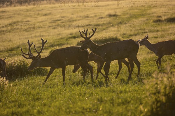 Two male Altai maral, Altai wapiti or Altai elk (Cervus canadensis sibiricus) roaming over a meadow