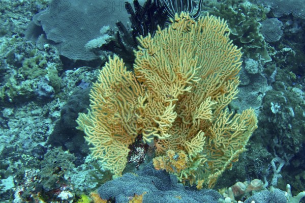 Vivid fan-shaped Yellow gorgonian (Echinogorgia) in turquoise water, dive site SD, Nusa Ceningan,
