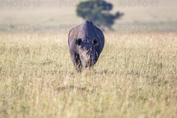 Black rhinoceros (Diceros bicornis) walking on the grass savanna in east africa, Maasai Mara