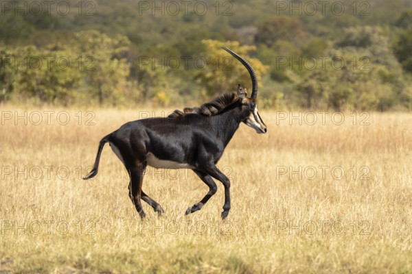Sable Antelope (Hippotragus niger) running in the African savanna. Side view of the wild animal