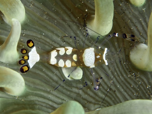 A peacock anemone shrimp (Ancylocaris brevicarpalis) moves between tentacles of a sea anemone, dive