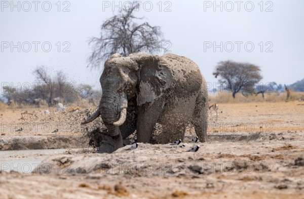 African elephant (Loxodonta africana), taking a mud bath at the waterhole, splashing water, Nxai