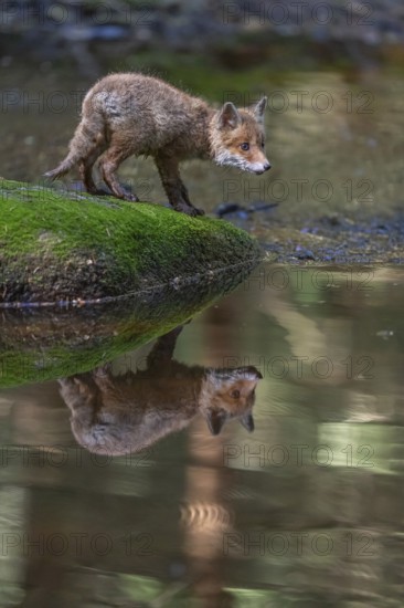 One young red fox, Vulpes vulpes, walking over a mossy rock in a shallow forest creek in late light