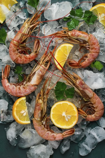 Tiger prawns, boiled and frozen, on ice, top view, close-up, no people